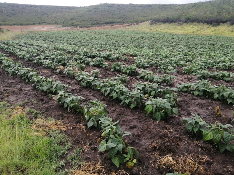 3 Bedroom Property for Sale in Joubertina Eastern Cape